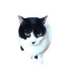 うちの牛猫さん（個別スタンプ：20）