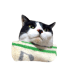 うちの牛猫さん（個別スタンプ：24）
