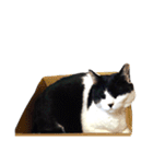うちの牛猫さん（個別スタンプ：27）