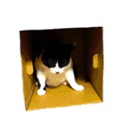 うちの牛猫さん（個別スタンプ：28）