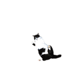 うちの牛猫さん（個別スタンプ：29）