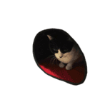 うちの牛猫さん（個別スタンプ：31）