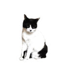 うちの牛猫さん（個別スタンプ：32）