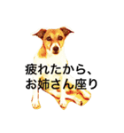 ジャックラッセルのジャム＆シオン。（個別スタンプ：1）