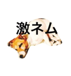 ジャックラッセルのジャム＆シオン。（個別スタンプ：4）