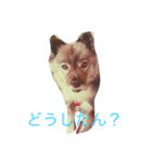 犬モモンガ（個別スタンプ：1）