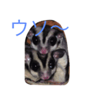 犬モモンガ（個別スタンプ：3）
