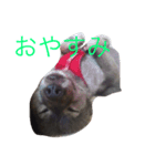 犬モモンガ（個別スタンプ：4）