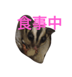 犬モモンガ（個別スタンプ：5）