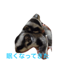 犬モモンガ（個別スタンプ：7）