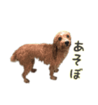 うちのペットをスタンプにしました！（個別スタンプ：4）