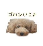 うちのペットをスタンプにしました！（個別スタンプ：7）