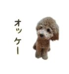 うちのペットをスタンプにしました！（個別スタンプ：8）