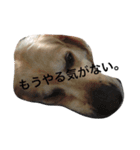ゴールデンちゃん・バース（個別スタンプ：3）