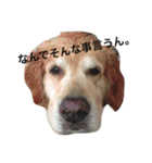 ゴールデンちゃん・バース（個別スタンプ：4）