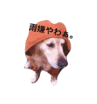 ゴールデンちゃん・バース（個別スタンプ：5）