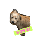犬の癒しの挨拶（個別スタンプ：4）