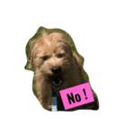 犬の癒しの挨拶（個別スタンプ：5）