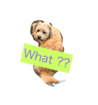 犬の癒しの挨拶（個別スタンプ：6）