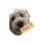 犬の癒しの挨拶（個別スタンプ：7）