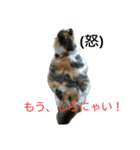 みゅうこ2（個別スタンプ：3）