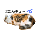 みゅうこ2（個別スタンプ：7）