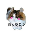 みゅうこ2（個別スタンプ：8）