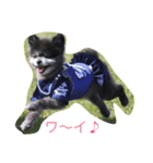 黒ポメ☆キラ（個別スタンプ：4）