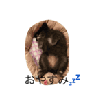 黒ポメ☆キラ（個別スタンプ：16）