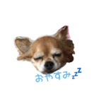 くるみとちょこSTYLE（個別スタンプ：2）