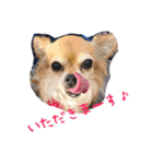 くるみとちょこSTYLE（個別スタンプ：4）
