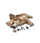 くるみとちょこSTYLE（個別スタンプ：7）