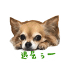 くるみとちょこSTYLE（個別スタンプ：9）