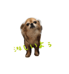 くるみとちょこSTYLE（個別スタンプ：11）
