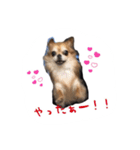くるみとちょこSTYLE（個別スタンプ：12）