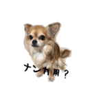 くるみとちょこSTYLE（個別スタンプ：16）