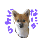 HAPPYorkimoti PartII（個別スタンプ：1）