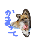 HAPPYorkimoti PartII（個別スタンプ：2）