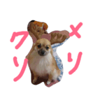 HAPPYorkimoti PartII（個別スタンプ：4）