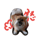 HAPPYorkimoti PartII（個別スタンプ：6）