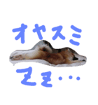 HAPPYorkimoti PartII（個別スタンプ：7）