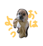 HAPPYorkimoti PartII（個別スタンプ：8）