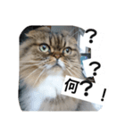 猫のスイス（個別スタンプ：1）