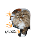 猫のスイス（個別スタンプ：2）