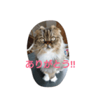 猫のスイス（個別スタンプ：3）