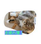 猫のスイス（個別スタンプ：4）