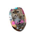 猫のスイス（個別スタンプ：5）