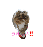 猫のスイス（個別スタンプ：6）