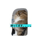猫のスイス（個別スタンプ：7）