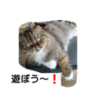 猫のスイス（個別スタンプ：8）